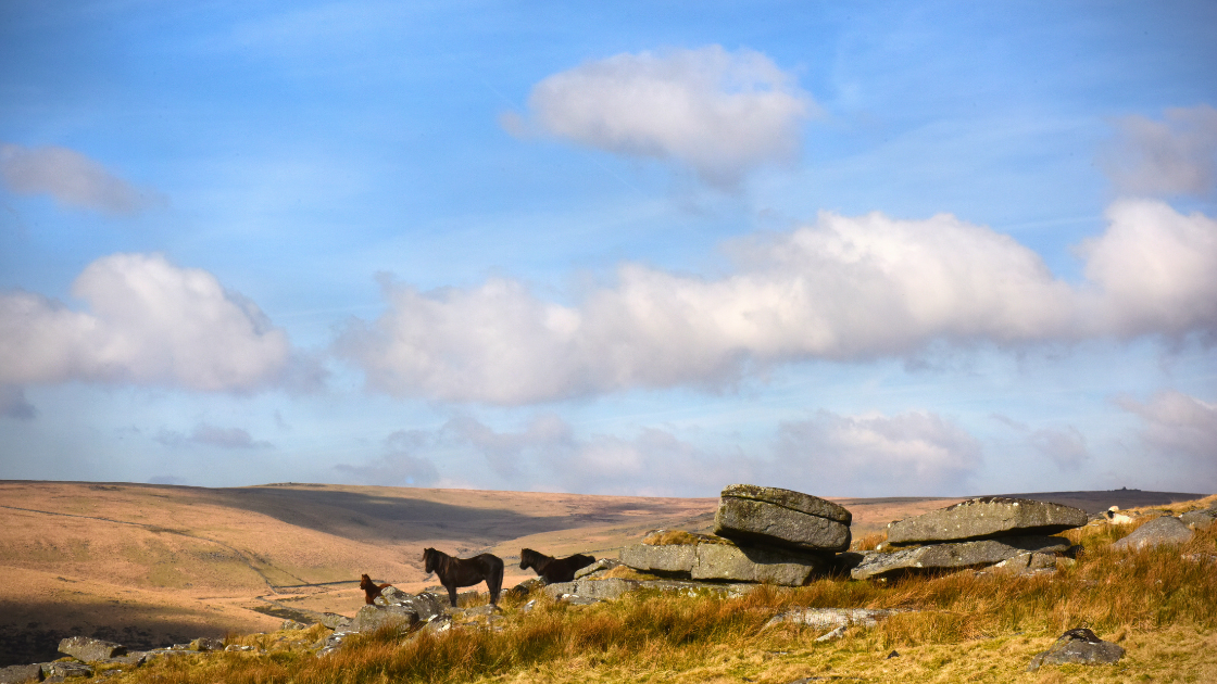 lodges dartmoor