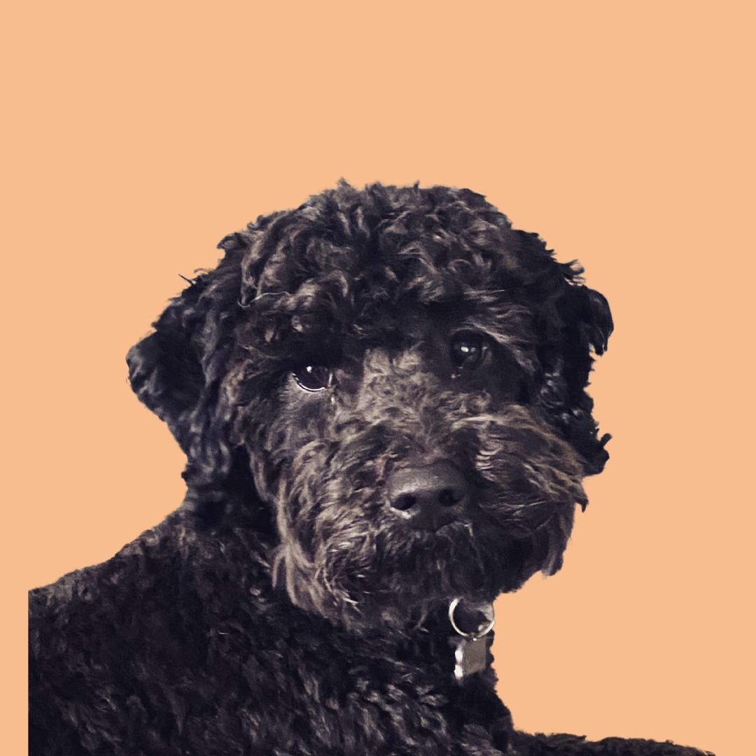 Buddy image