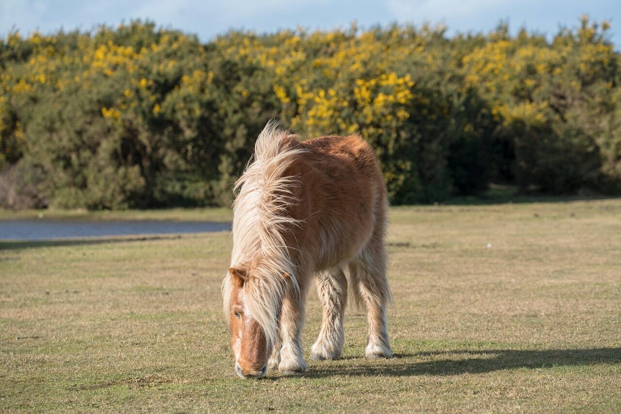 new forest staycations