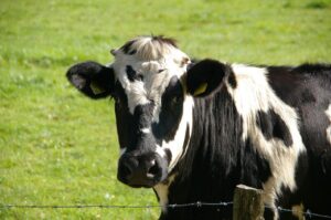 clarkson's farm